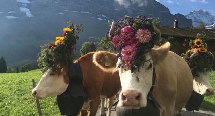 ¿Cambio de vida? Este es el mejor país del mundo donde reciben el otoño con desfiles de vacas