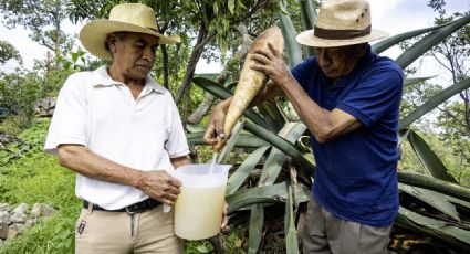 Feria del Pulque 2024: ¿Cuándo será este evento para degustar ricos sabores?