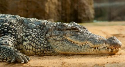 ¿Dónde están? Desaparecen 40 cocodrilos tras el paso del huracán ‘John’