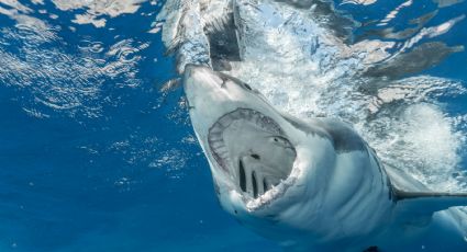 ¡Tiburón a la vista! El momento en que este ‘animalito’ es captado tras inundaciones en Veracruz