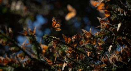 ¿En dónde ver mariposas monarca en Michoacán esta temporada?