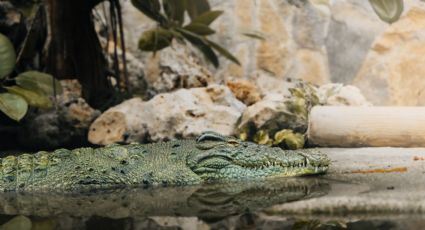 ¡Qué miedo! Encuentran a cocodrilo al interior de un cenote de Yucatán