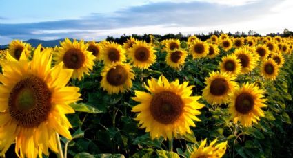 ¡Brillo especial! Los campos de girasoles que puedes visitar en Tamaulipas esta temporada