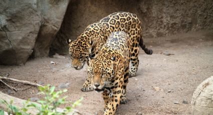 Tres Lagunas: El destino de Chiapas para admirar jaguares, tapires, monos y aves en tus recorridos