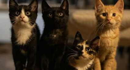 Día del Gato: La ‘misteriosa’ isla japonesa donde podrás convivir con estos felinos