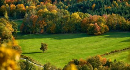 ¿Canadá en México? El bosque de maple ideal para disfrutar del otoño