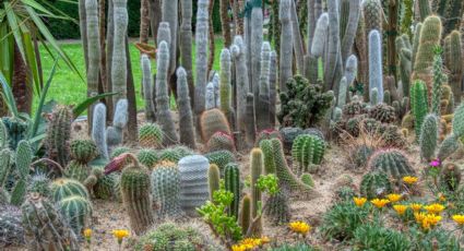 Día Nacional de las Cactáceas: ¿Dónde comprar plantas para tu hogar cerca de la CDMX?