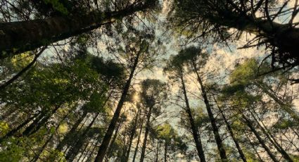 ¿Nahuales y brujas? Peña de Lobos, el bosque donde habitan enigmáticas criaturas cerca de CDMX