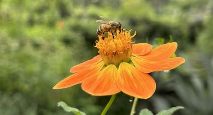 Jardín Botánico, el museo ‘VIVO’ que puedes visitar en tus recorridos por la CDMX