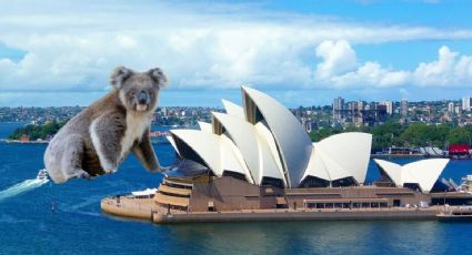 Video viral: Así fue el momento en que un koala pasea por el metro en Australia