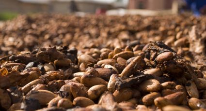 Feria del Chocolate llega a Tabasco para deleitar tus sentidos con una experiencia única