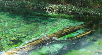 Cómo llegar a El Borbollón, el encantador manantial de Morelos y qué atractivos tiene cerca