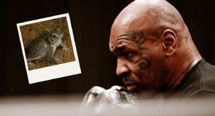 Mike Tyson: ¿Por qué un sapo de Sonora fue clave para el regreso del boxeador al ring?