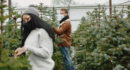 Arbolitos de Navidad en Amecameca: Así puedes llegar desde la CDMX para cortar tu arbolito