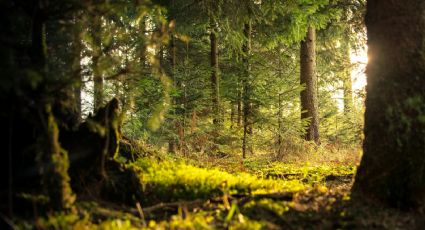 Bosque La Primavera: Actividades y horarios de este lugar que se formó hace 140 mil años en Jalisco