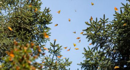 Descubre el santuario de mariposas monarcas más cercano a CDMX que puedes visitar por 100 pesos