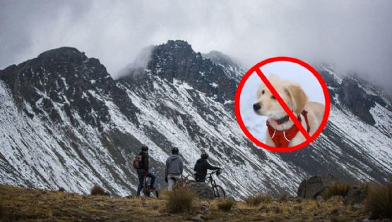 ¿Vas al Nevado de Toluca? Por estos motivos NO es bueno llevar a tus mascotas