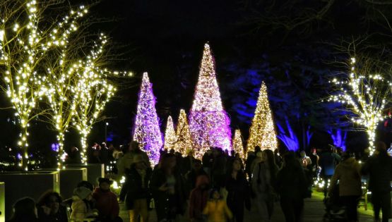 ¡Perfectos para diciembre! Recorridos navideños en los Jardines de México