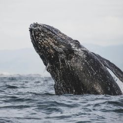 Avistamiento de Ballenas: ¿Cuánto cuestan los boletos de avión para ir a Baja California Sur?