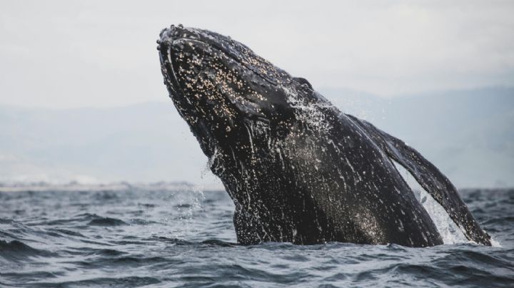 Avistamiento de Ballenas: ¿Cuánto cuestan los boletos de avión para ir a Baja California Sur?