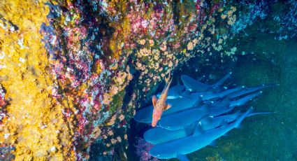 Las islas Galápagos mexicanas: El destino que todo amante de la naturaleza debe conocer