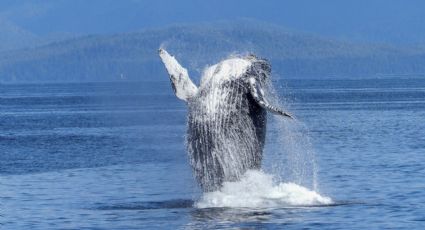 ¡Ballenas en México! El destino perfecto para disfrutar de estas especies en el ‘Acuario del mundo’