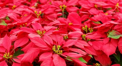 ¿Buscas flores de Nochebuena? El Pueblo Mágico de Puebla con un mercado de flores