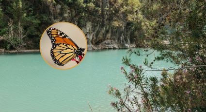 Los manantiales de aguas termales en Michoacán para admirar mariposas Monarca