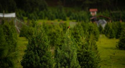 ¿Dónde comprar tu árbol natural de Navidad? El pueblito del Edomex ideal para elegirlo