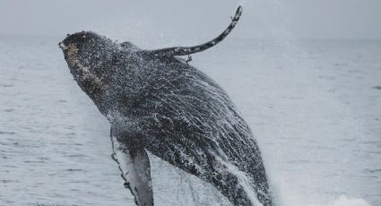 Avistamiento de Ballenas: ¿A qué aeropuerto te conviene volar si viajas a Baja California Sur?