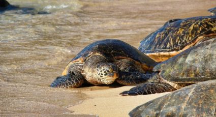 Michoacán, el destino mexicano para admirar la llegada de tortugas marinas