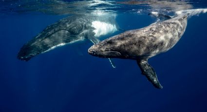 Fenómenos naturales: ¿Cuál es la mejor temporada para ver ballenas en Baja California Sur?