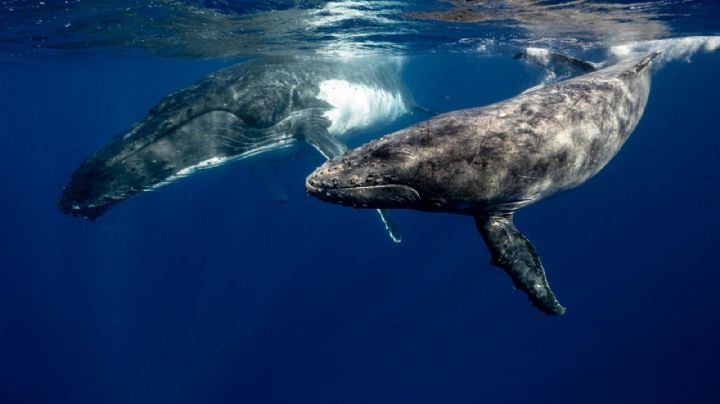 Fenómenos naturales: ¿Cuál es la mejor temporada para ver ballenas en Baja California Sur?