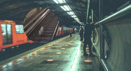 Metro CDMX: Rescate de perro en las vías deja sin servicio las Líneas 2, 3, 8 y A