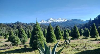 ¡Ya casi es Navidad! Amecameca te espera en sus campos de pinos para disfrutar la temporada: FECHAS