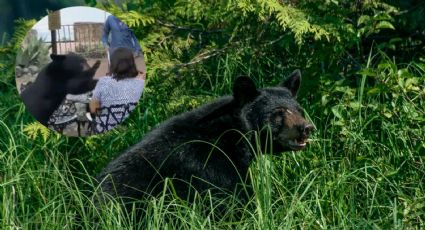 ¡De miedo! Así fue el momento en que un OSO ataca a una mujer en un restaurante Nuevo León