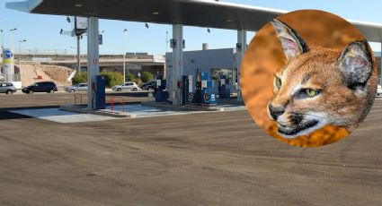 ¿De miedo? Así fue el momento en que rescatan a un gato montés en una gasolinera