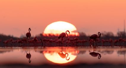 ¿En México? La mejor época para admirar flamingos en tus viajes por la Península de Yucatán