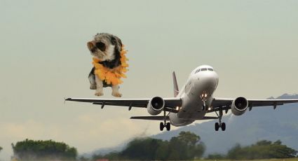 Pet Friendly: ¿Cuáles son las aerolíneas mexicanas para viajar con tu mascota en cabina?