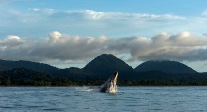 Maravilla de Navidad: Los secretos que podrás encontrar en el Mar de Cortés en esta temporada