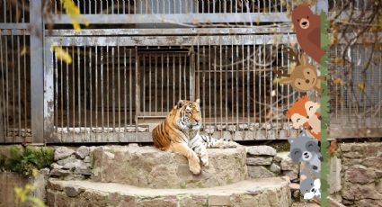 Parque Ecológico de Zacango, el espacio ideal para ver animales y disfrutar con tus hijos