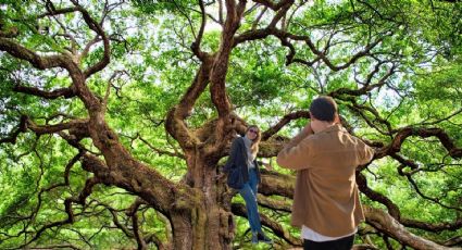 ¡Impresionante! El árbol milenario que puedes conocer en tu viaje a la Sierra Gorda de Querétaro