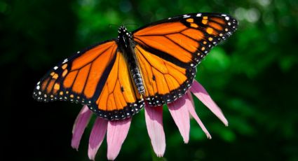 Mariposas monarca: La mejor temporada para visitar los santuarios en Edomex