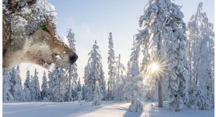 ¡El sitio más frío del mundo! Con temperaturas de -72°es el destino perfecto para los team frío