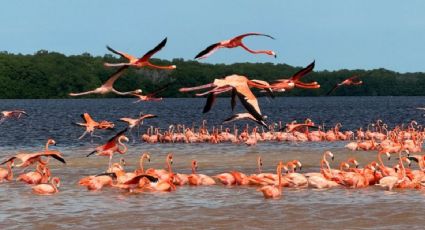 Fiesta en el paraíso: Planes para pasar las vacaciones de invierno en la Península de Yucatán