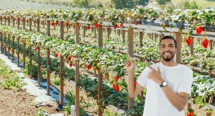 Vacaciones: Actividades para hacer en Irapuato durante tu viaje a Guanajuato en temporada