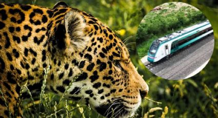 Tren Maya: Anuncian supervisión de fauna en sus rutas por parte de Profepa