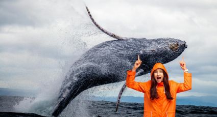 ¡Viajes al natural! Cuándo inicia la temporada de ballenas en Mazatlán: FECHAS