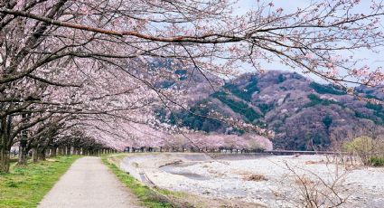 De Japón a tu patio: Te decimos dónde comprar cerezos japoneses en CDMX
