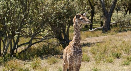 ¡Ya tiene nombre! Así se llamará la jirafa bebé de Chapultepec que puedes visitar este finde